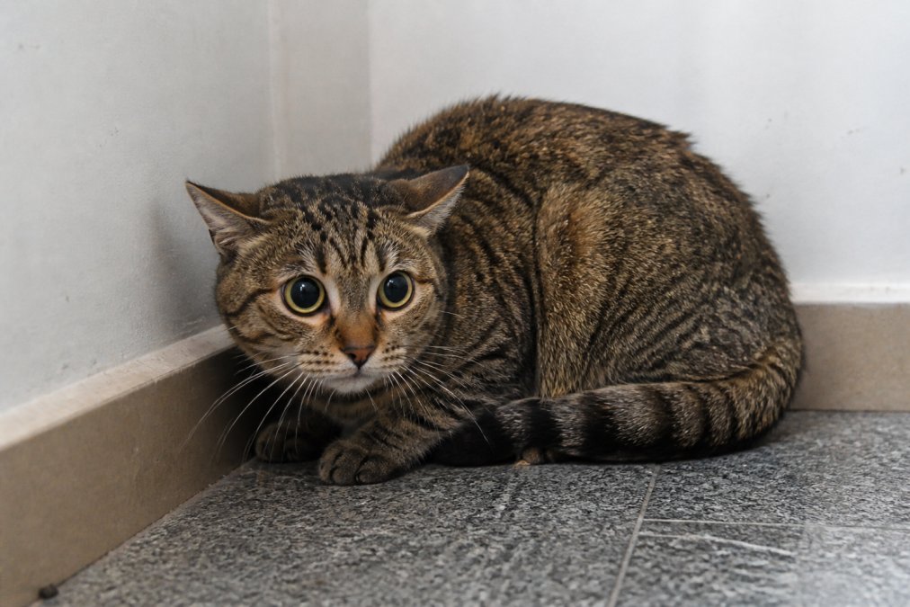 Close-up of a cat displaying multiple stress signals simultaneously: flattened ears pressed back, wide dilated pupils, whiskers pulled back, and a tucked tail while crouched in a corner with visible muscle tension
