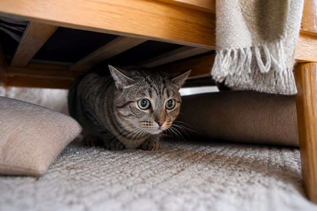 Signs of Anxiety in Cats: What to Watch For