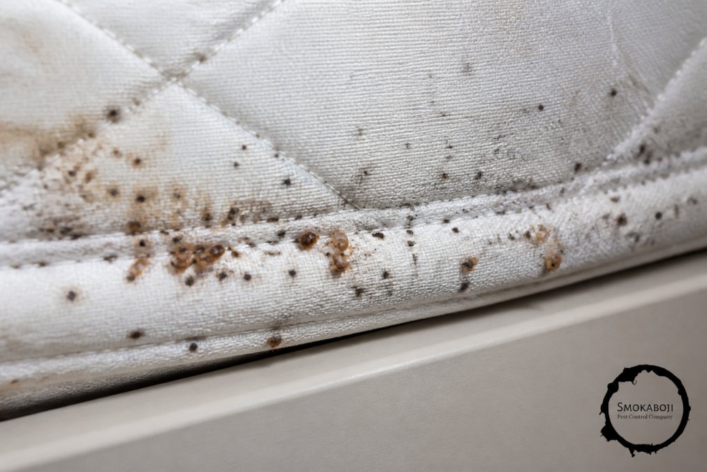 Close-up of mattress seams and box spring showing dark fecal spots, molted exoskeletons, and reddish-brown stains on white fabric under bright lighting