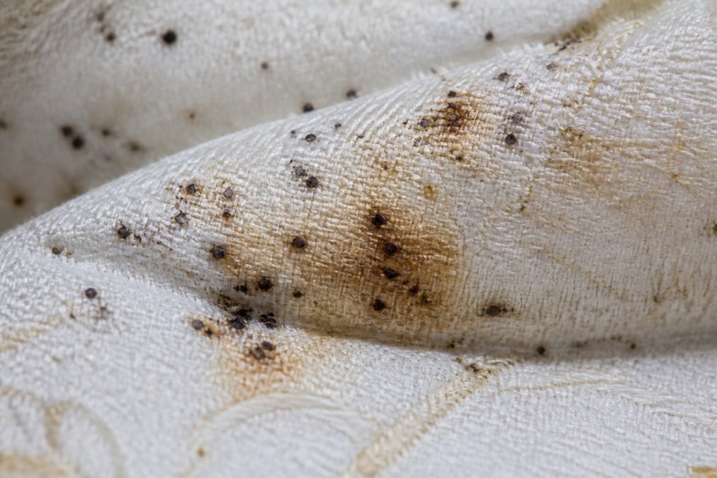 Magnified close-up view of mattress fabric showing dark fecal spots and rusty stains clustered on light-colored bedding material with visible texture