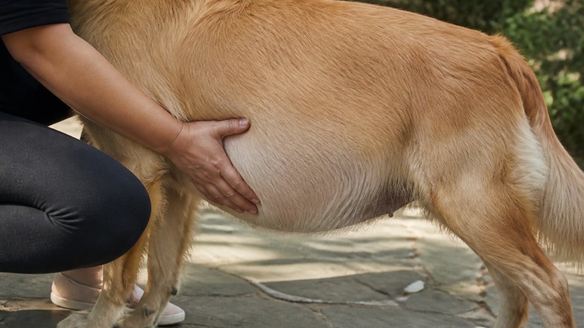 Close-up of a dog's distended abdomen showing visible swelling on the side, with owner's hand gently examining the bloated belly area in natural daylight