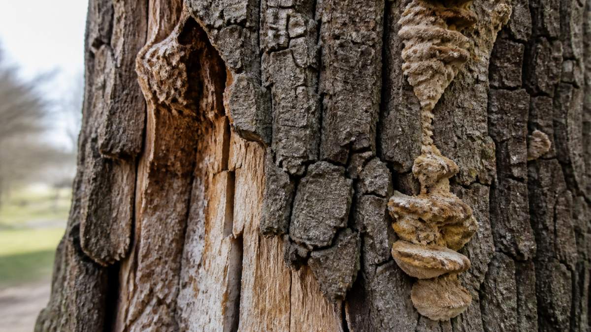Close-up of tree bark showing visible cracks, splits, areas of decay, and fungal growth on the trunk surface in natural daylight