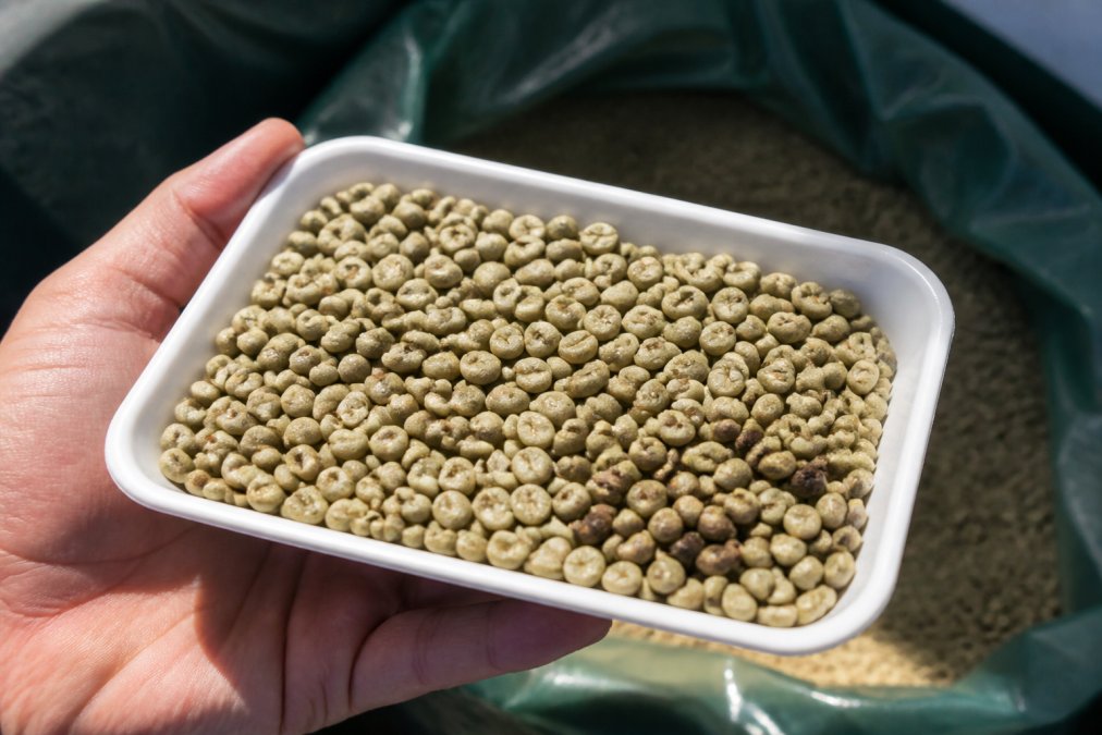 Diagram comparing high quality green coffee beans with uniform size and color against darker defective beans