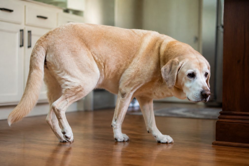 Senior dog limping or favoring one rear leg while walking on a hardwood floor, showing visible gait changes and discomfort in movement