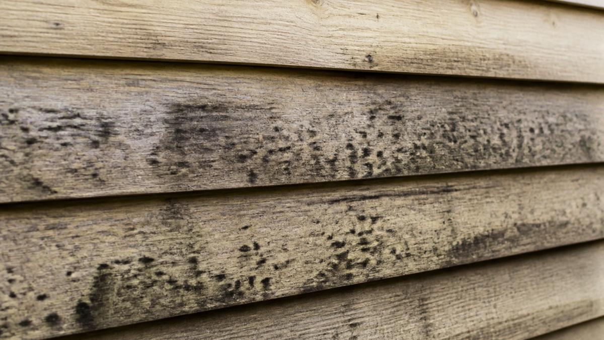 Close-up of wood siding showing dark black mold patches and discoloration spots on surface, with affected areas contrasting against cleaner wood sections in natural daylight