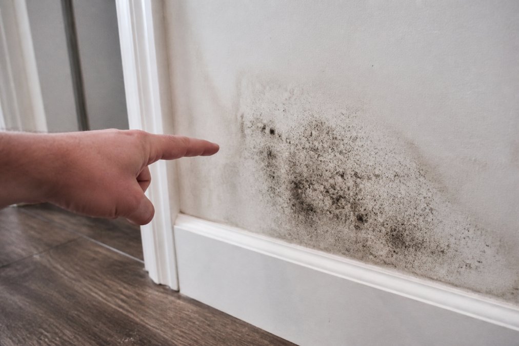 A homeowner's hand pointing to a patch of black mold forming on white-painted drywall near a baseboard, with subtle water staining visible on the wall surface