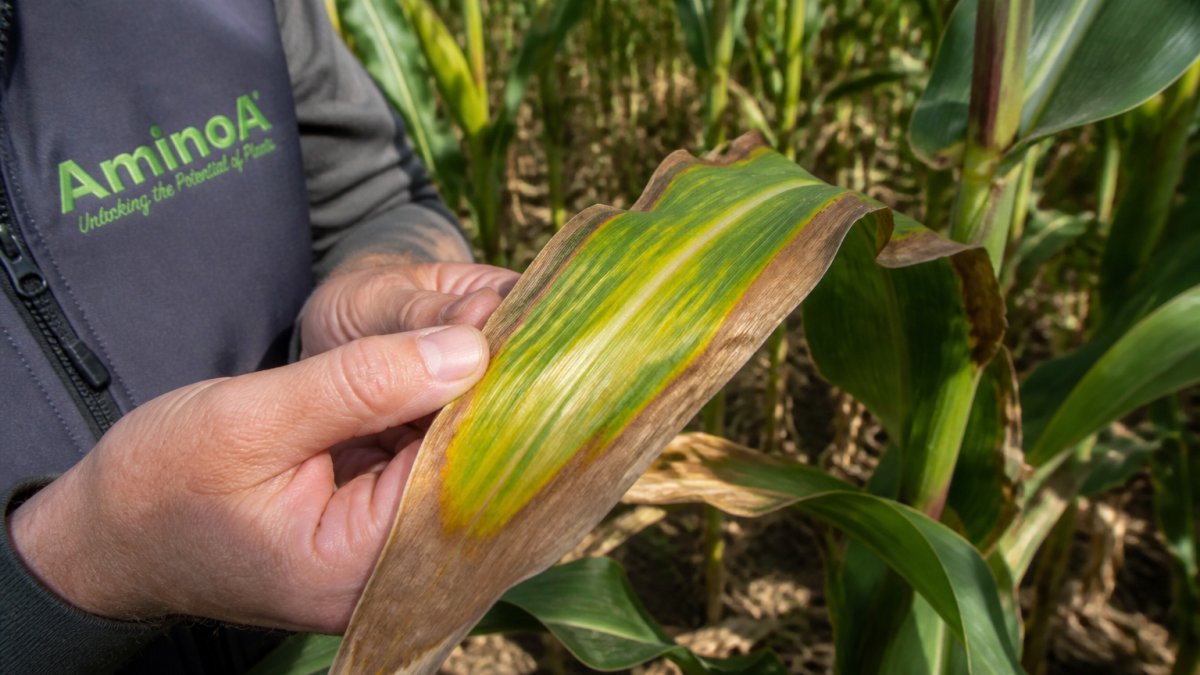 Close-up of a crop leaf showing scorched, brown edges and yellowing between veins, held by a grower's hand in a field