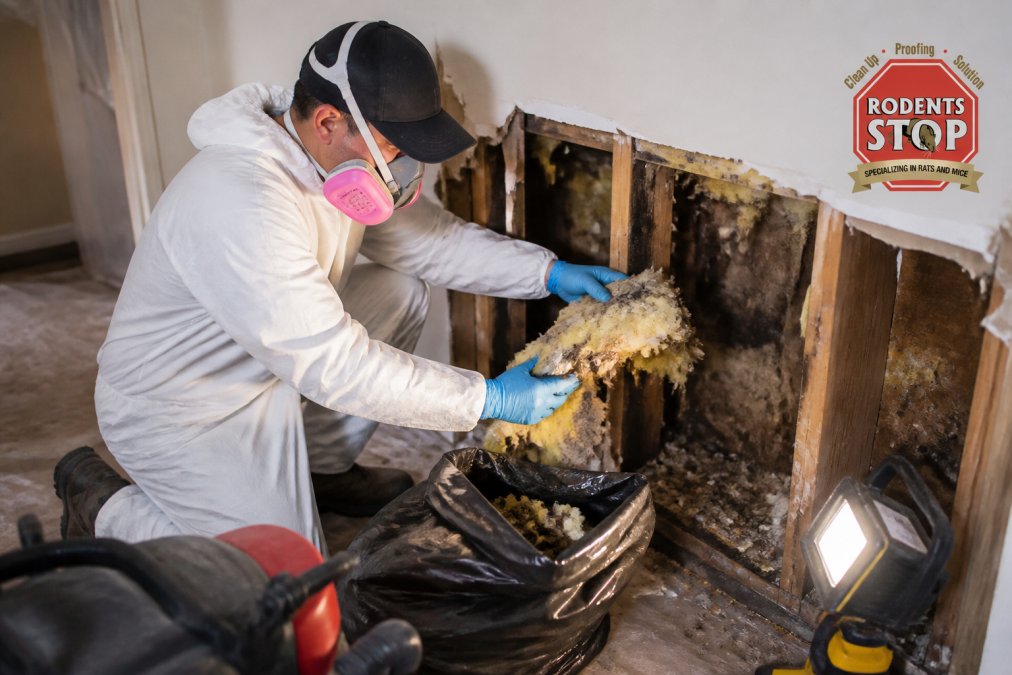 A technician in full PPE including a fitted respirator mask, nitrile gloves, and disposable coveralls carefully removing contaminated insulation from inside an open wall cavity during a professional rodent cleanup job, illuminated by portable work lighting