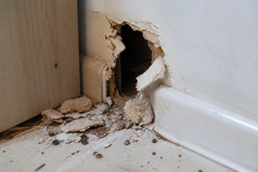 Signs of Rodent Infestation in Walls: 7 Warning Signs