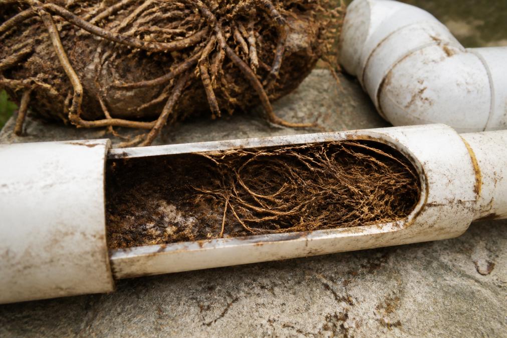 Signs of Root Intrusion in Pipes: 7 Warning Signs