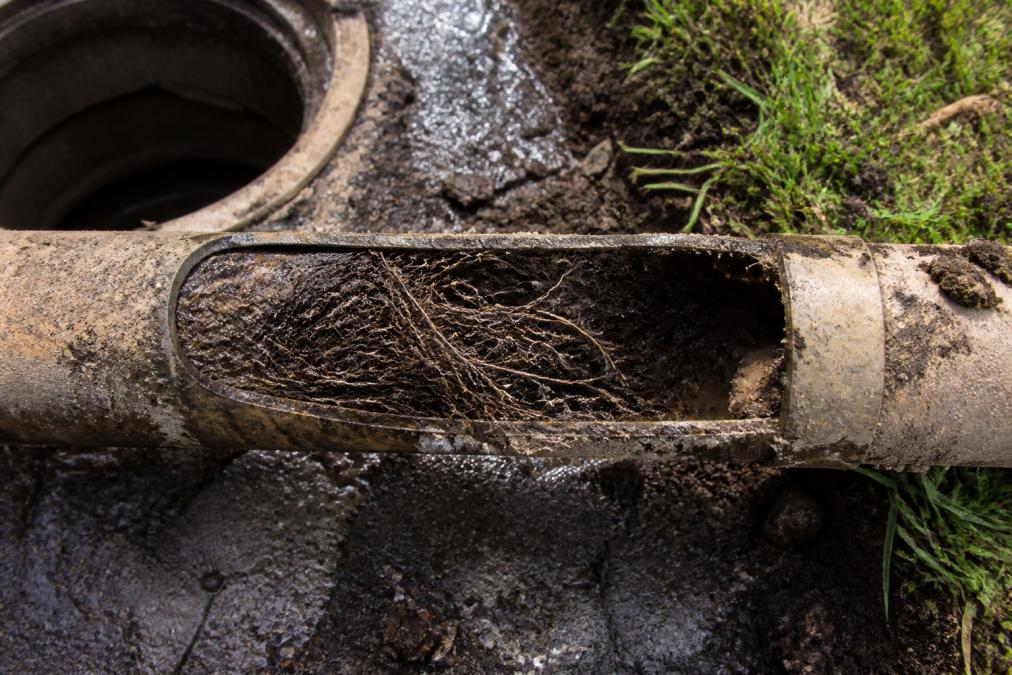 Signs of Sewer Line Tree Roots: A How-To Guide