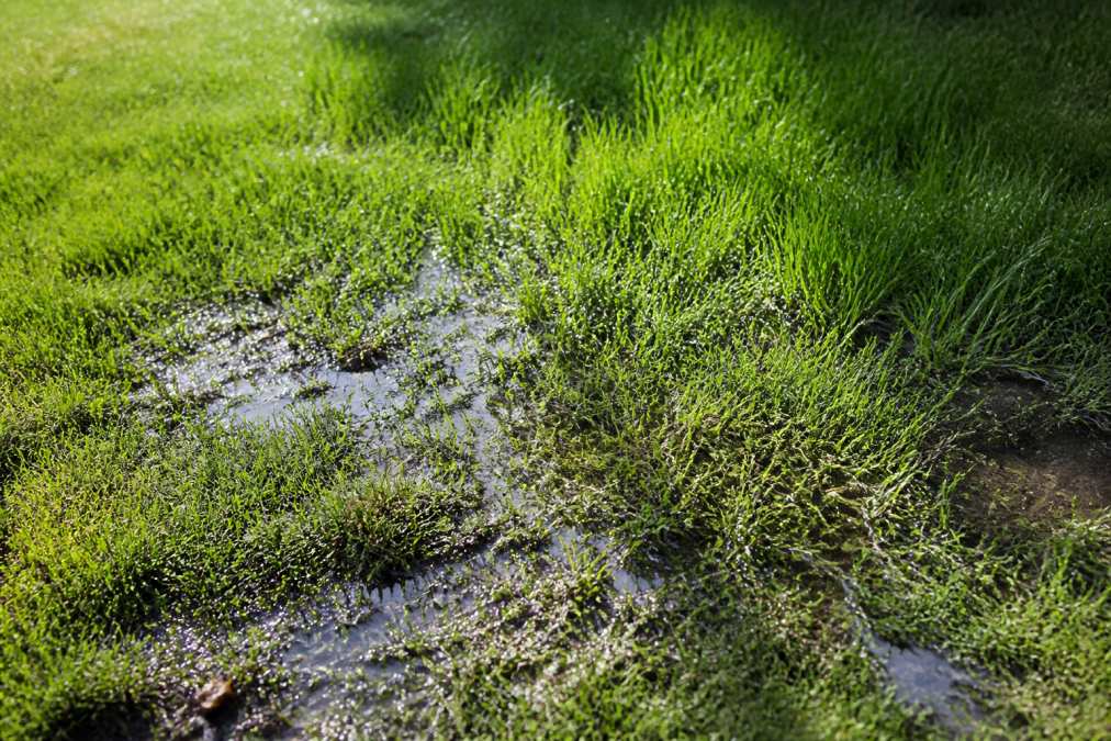 Close-up of a yard showing a soggy, unusually lush grass patch over a sewer line with water pooling and overgrown vegetation in afternoon sunlight