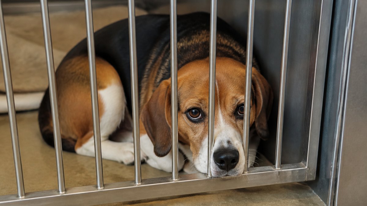 Signs of Stress in Boarding Dogs: What to Watch For
