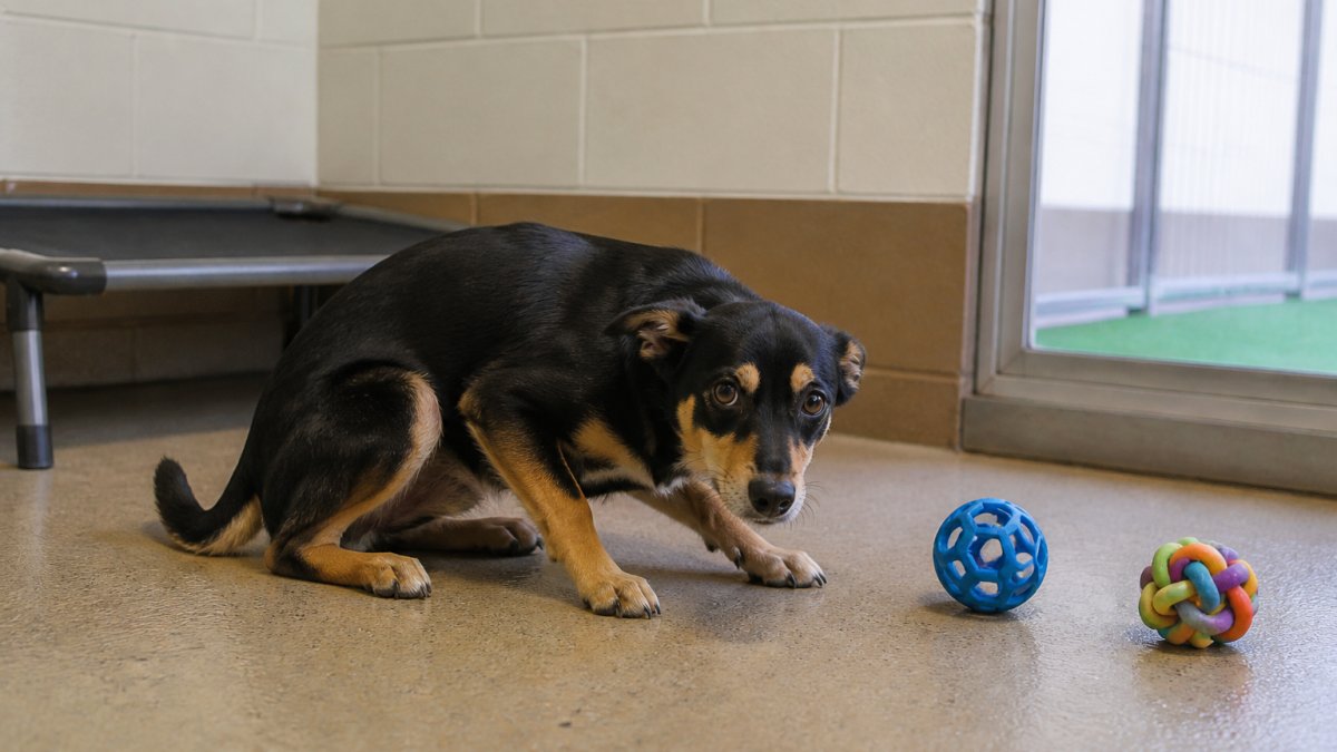 Dog showing visible stress signals in a boarding environment with ears back, body lowered, alert eyes, in a clean indoor run with enrichment toys nearby