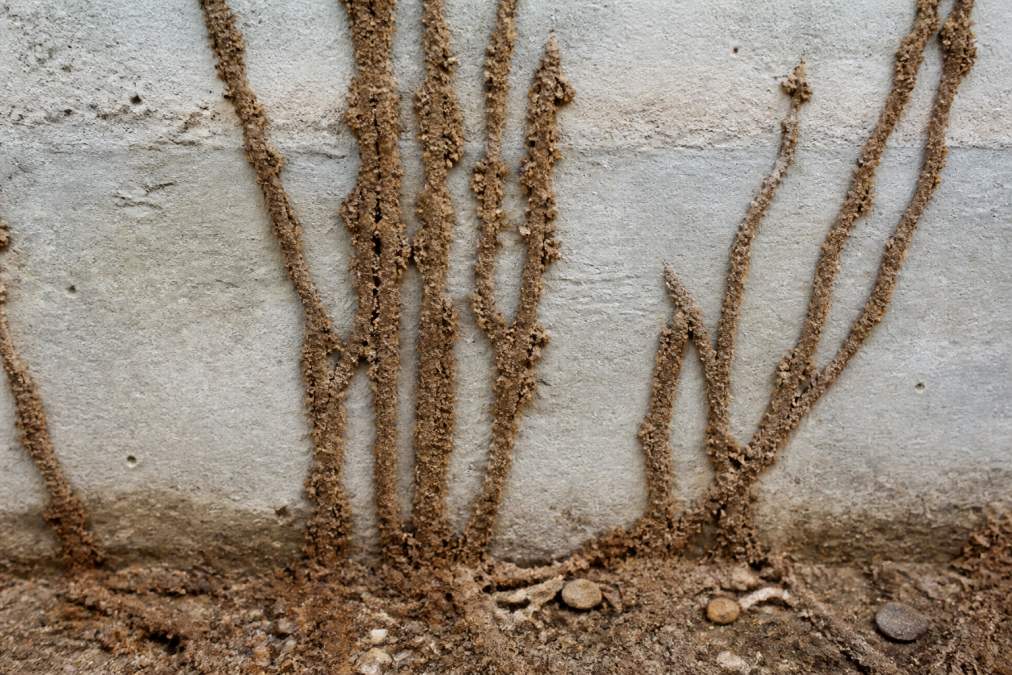 Diagram illustrating signs of termite damage in home foundations through brown mud tubes on concrete walls.