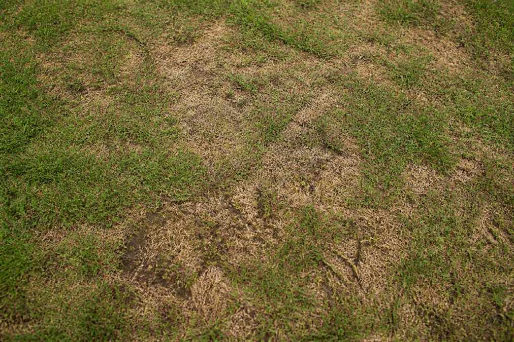 Signs of Unhealthy Lawn Grass: A Diagnostic Guide