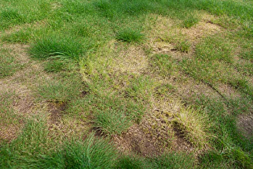 Close-up of residential lawn showing multiple stress symptoms including yellowing patches, bare spots, and spongy turf texture in afternoon sunlight