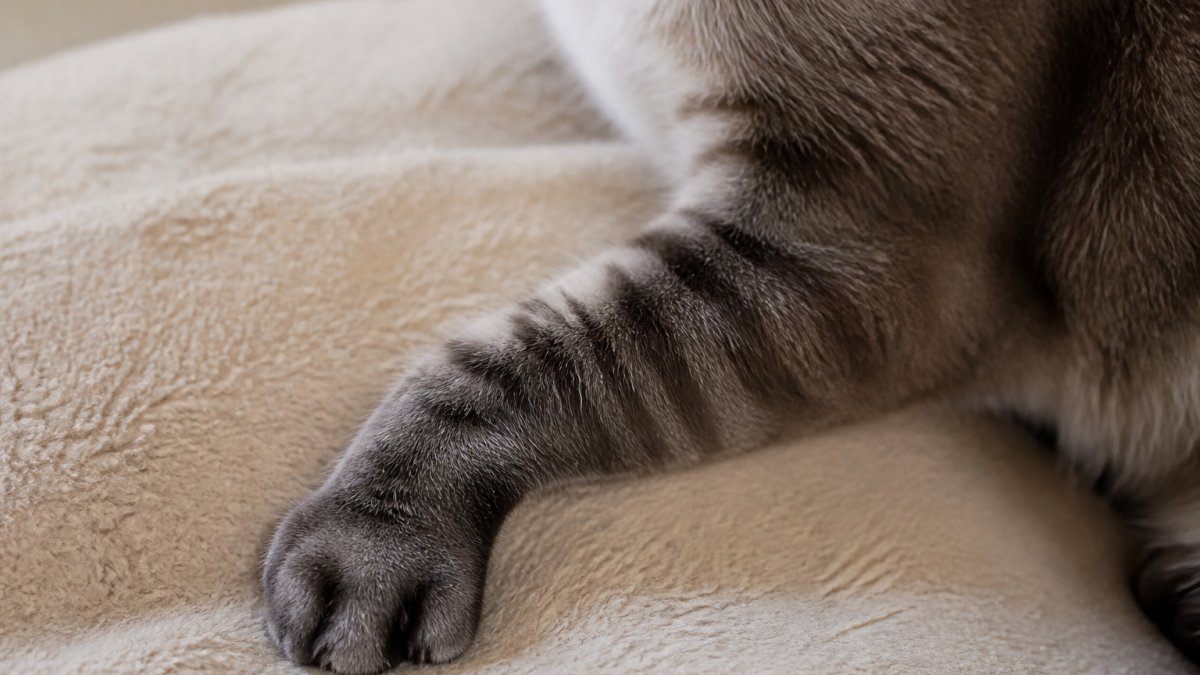 Close-up of a cat's front paw and leg showing stiffness in the joints, with the cat in a resting position on a soft surface, demonstrating limited mobility