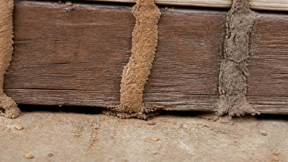 Infographic comparing fresh, moist mud tubes to old, dry ones as signs termites are still active on wood.