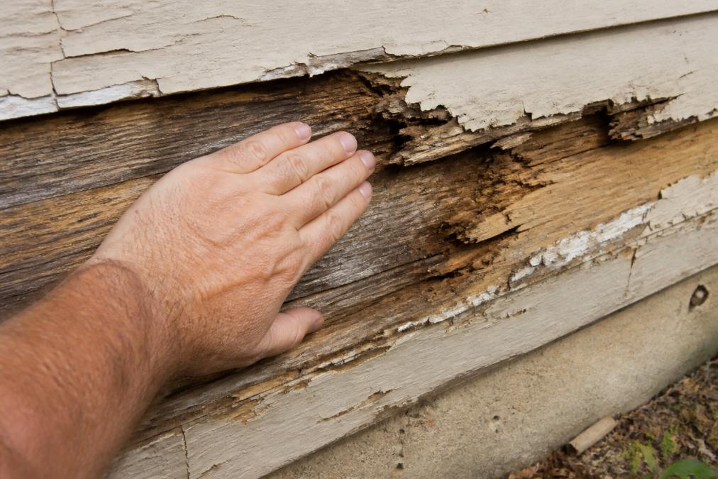 Homeowner's hand pressing on deteriorated wood siding showing soft rot, with visible discoloration and wood decay around the damaged area, and exposed wood grain