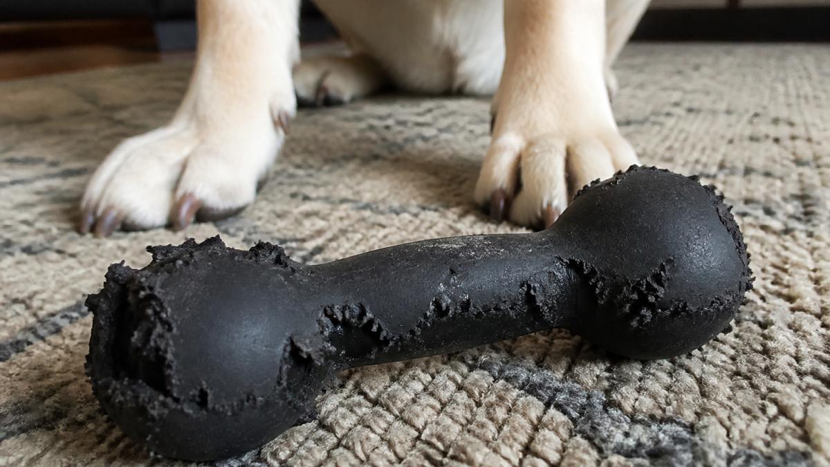 Infographic showing signs of damage on a worn rubber toy to identify a power chewer dog