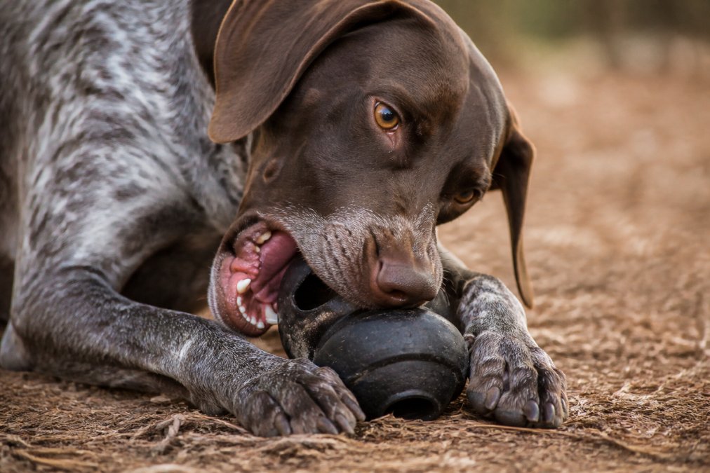 Close-up of a dog intensely chewing on a rubber toy, showing jaw engagement and focused expression during active play