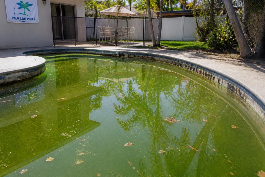 Cloudy green pool water with surface leaves and tile stains, showing signs your pool needs professional cleaning.