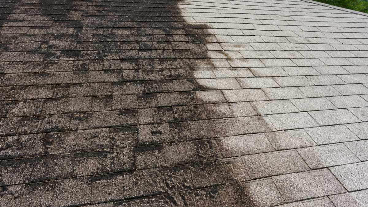 Close-up of roof shingles covered with dark black algae streaks and organic growth, showing the contrast between heavily affected dark areas and lighter clean shingle sections