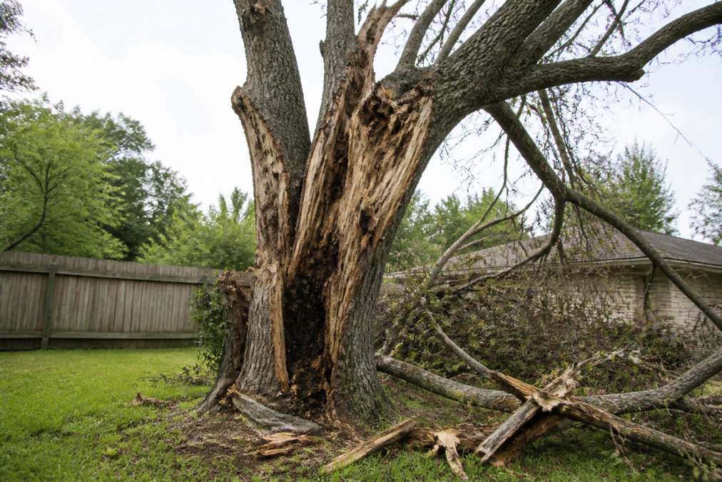 Signs Your Trees Need Removal: 7 Warning Signs to Know