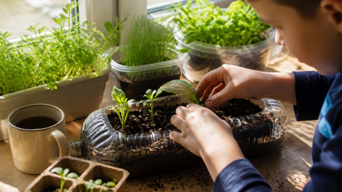 A child’s hands planting small seedlings into a recycled container on a sunny windowsill.