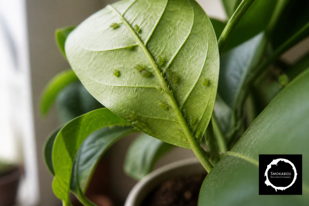 Close-up of an indoor plant leaf with small soft-bodied green aphids clustered on the underside and along the stem, showing the insects in detail against green foliage