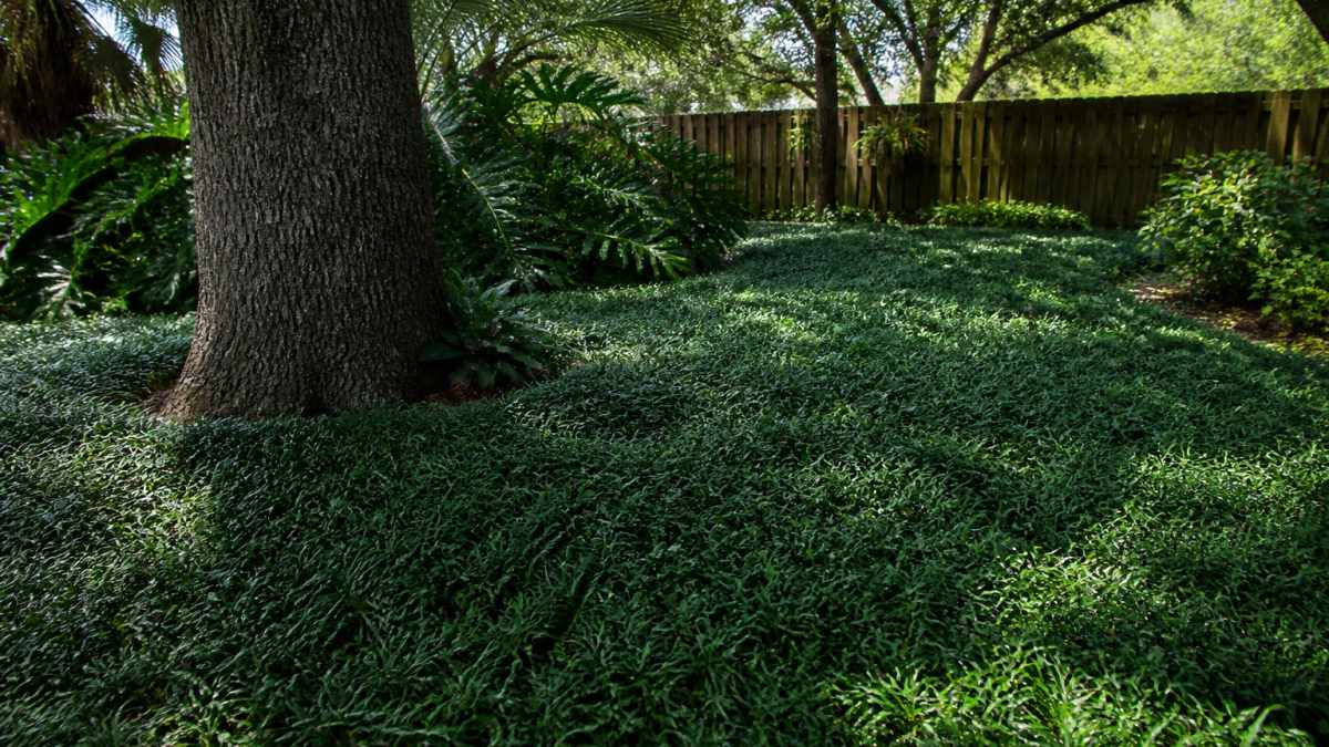 Lush mondo grass groundcover thriving beneath mature oak tree in Florida backyard, showing dense dark green foliage and healthy growth in dappled afternoon sunlight