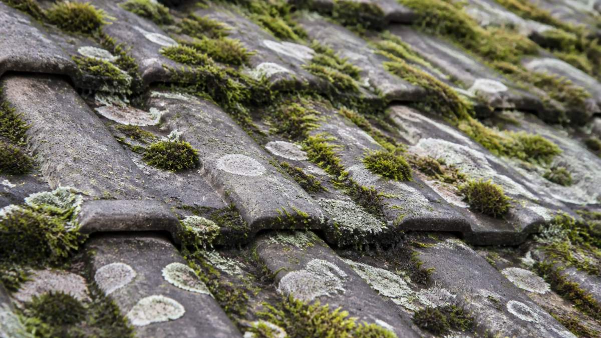 Close-up of roof tiles with moss and lichen growth showing texture and detail of the affected surface before treatment