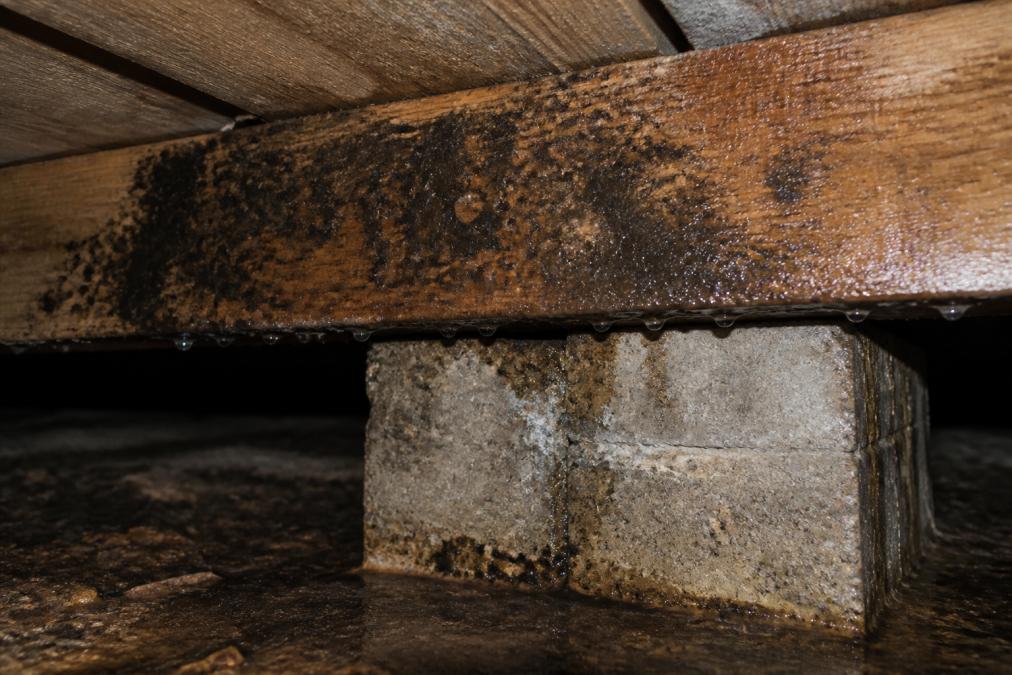 Close-up of visible moisture droplets and dark mould staining on timber joists and concrete in a dim subfloor space