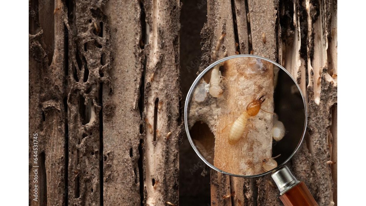 Why Termite Protection Is Essential for New Construction