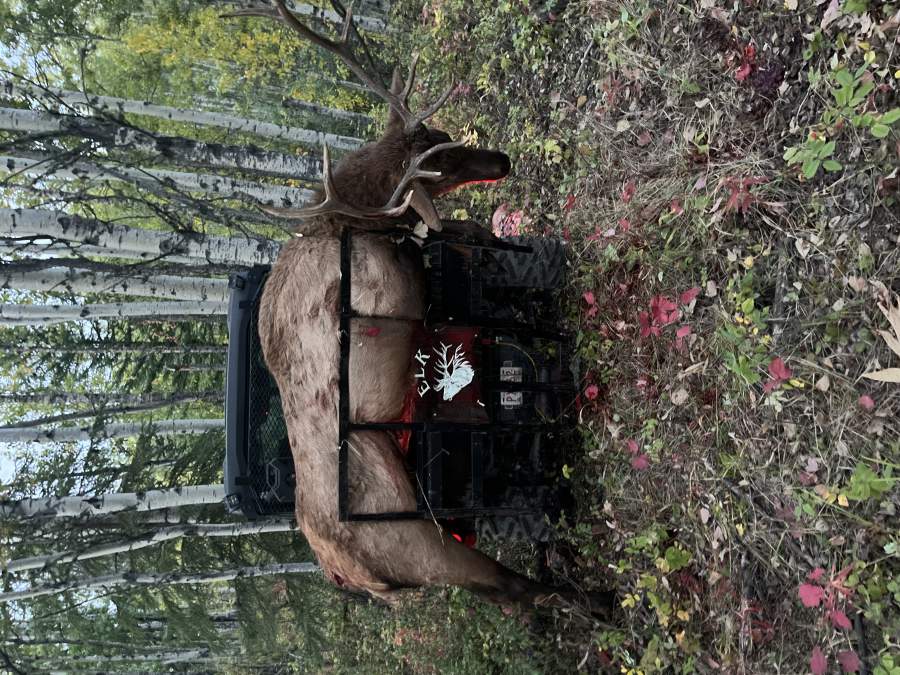 Solo Moose Recovery in Remote Areas: 7 Steps That Work