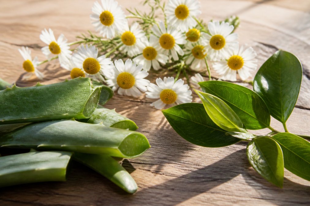 Close-up of fresh chamomile flowers, aloe vera leaves, and green tea arranged on a wooden surface with soft natural sunlight streaming across botanical ingredients