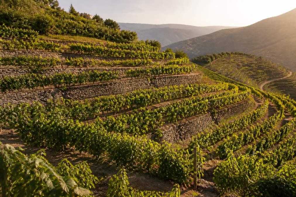 Vineyard terraces in Portugal with grapevines cascading down rolling hills in golden afternoon light, stone walls dividing sections of vines