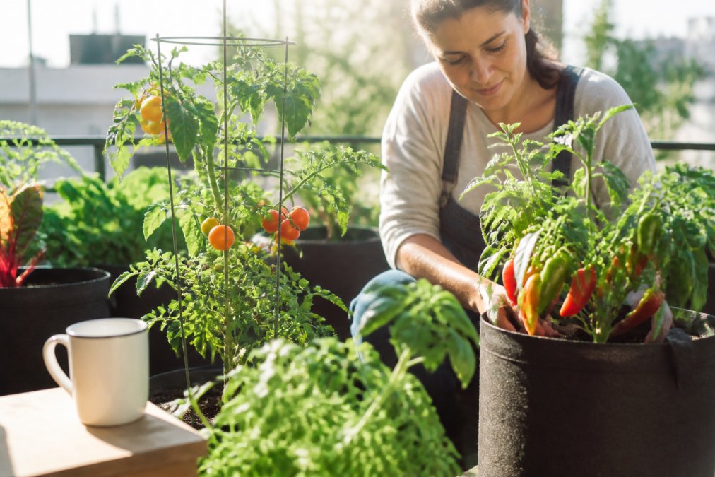 Specialty Heirloom Seeds: Small Retailers vs Big Box