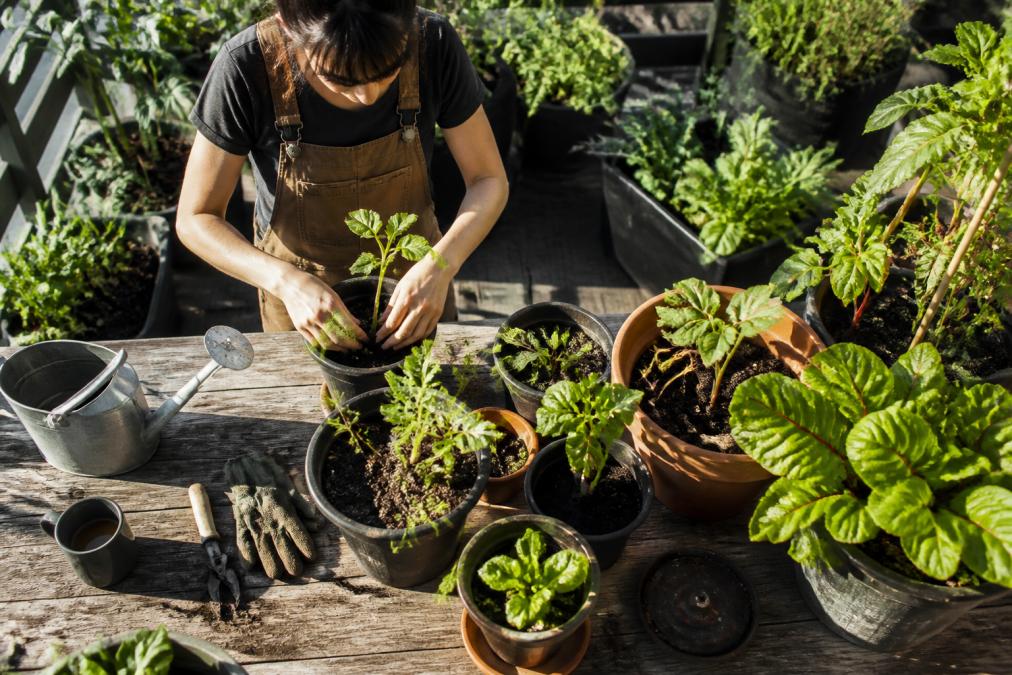 Overhead view of multiple containers with seedlings and growing vegetables, including soil, a watering can, and gardening tools arranged on a weathered wooden potting bench on a sunny morning