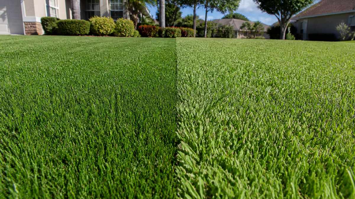 Residential Florida yard with lawn divided into two distinct sections: left side showing dense, fine-textured St. Augustine grass with deep green color, right side showing coarser, lighter Bahia grass with wider blade structure, demonstrating clear visual difference between the two types in afternoon sunlight