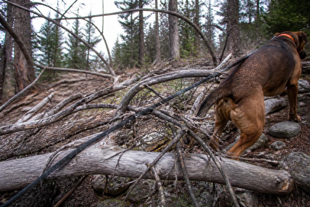 A hunting dog on a standard nylon leash navigating through dense brush and fallen branches in a forest, showing fabric wrapping around dry wood and branches, with the dog pulling forward in a rocky, off-trail setting