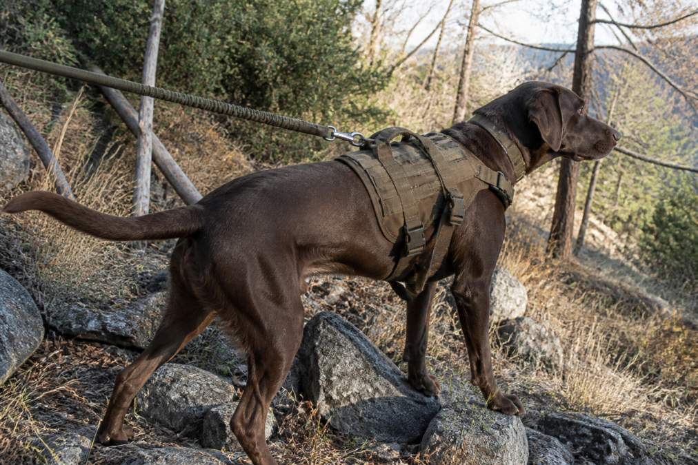 A hunting dog wearing a specialized reinforced harness with multiple attachment points and heavy-duty straps, photographed in a rocky, brush-covered off-trail wilderness setting with natural sunlight highlighting the gear details