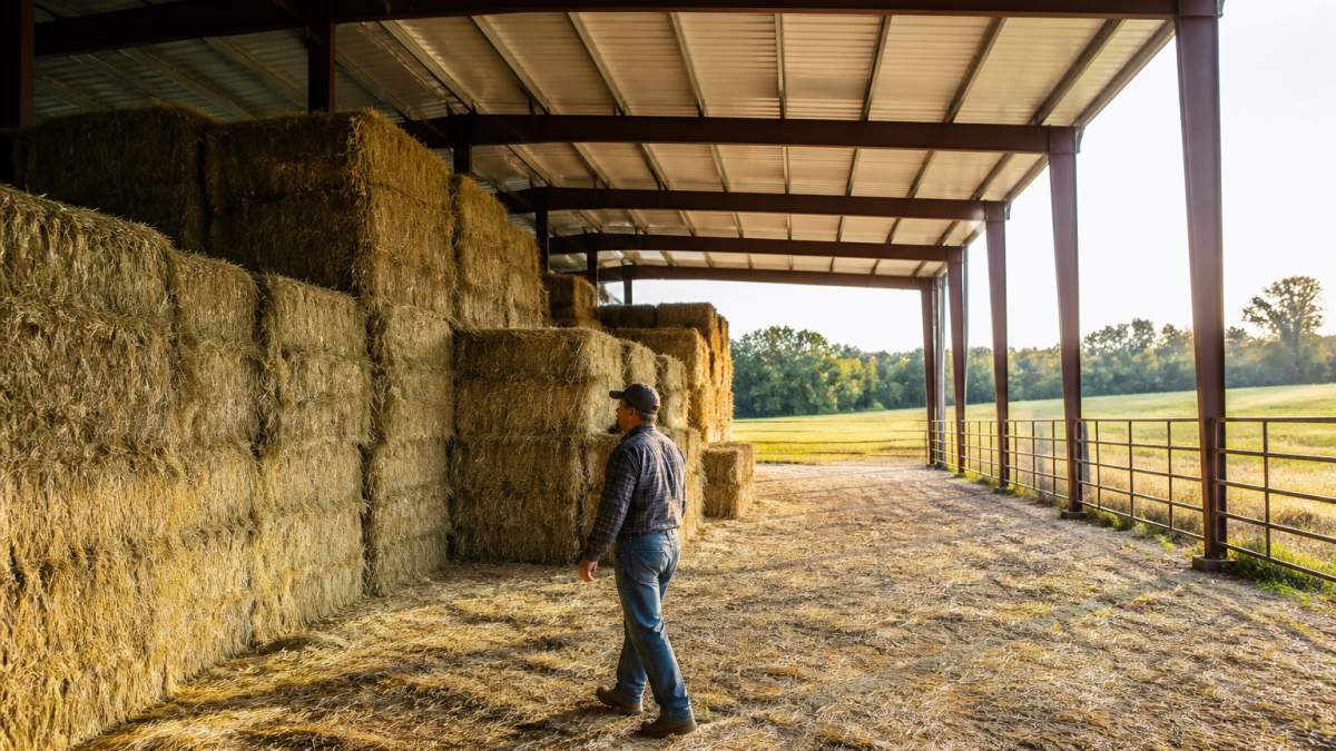 Farmer inspecting stacked square bales inside an airy steel barn hay storage structure at sunset.