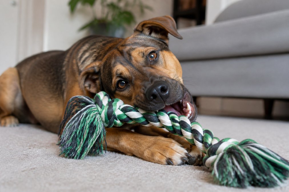 Infographic flowchart showing the best durable rope toy options to prevent destructive chewing adult dogs