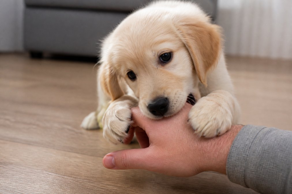 Stop Puppy Biting and Nipping: A Step-by-Step Guide