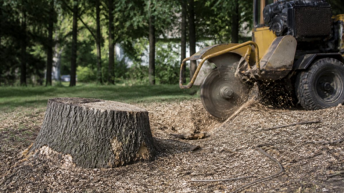 Stump Removal Cost Per Inch: 2026 Pricing Guide