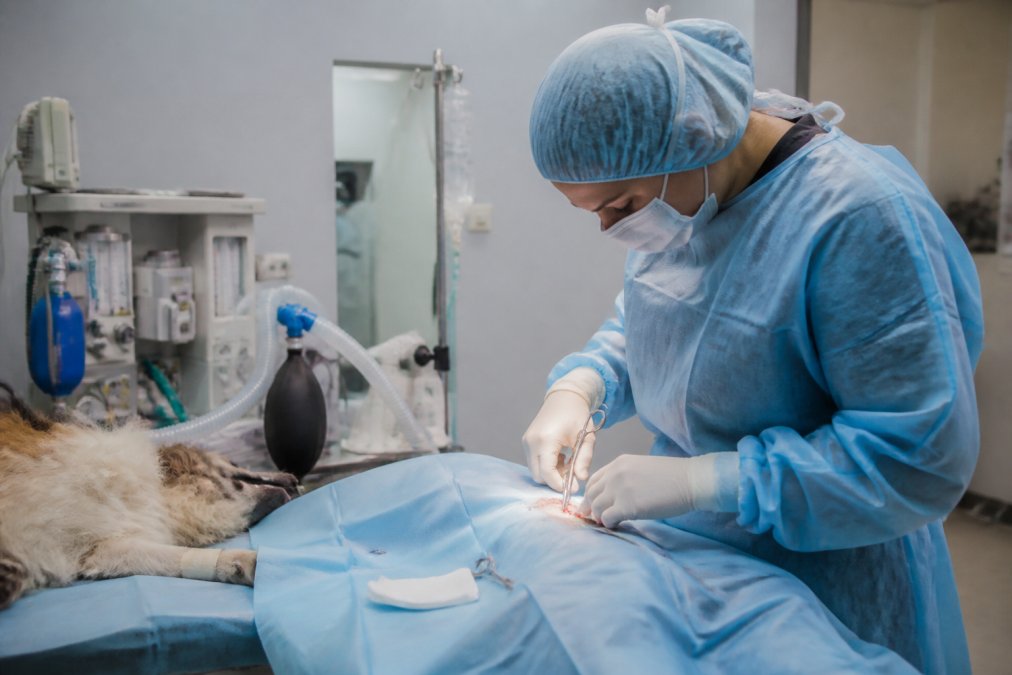 Veterinary surgeon in surgical attire performing a procedure in a modern surgical suite with advanced monitoring equipment visible, precise lighting, and professional surgical team in background