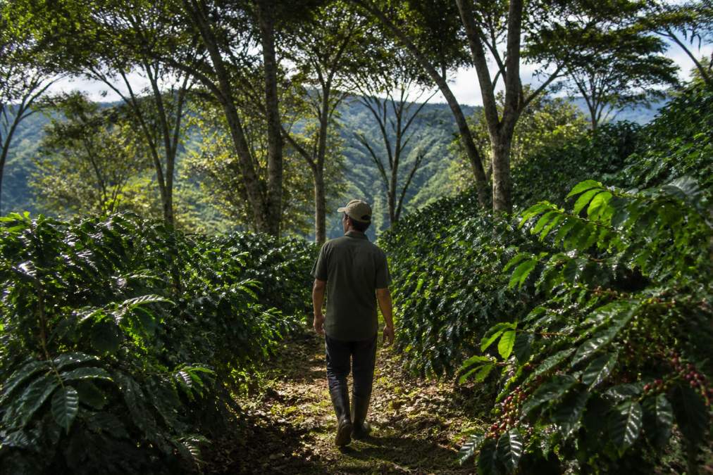 A farmer walks through a lush shade-grown plantation, a key practice in sustainable coffee farming.