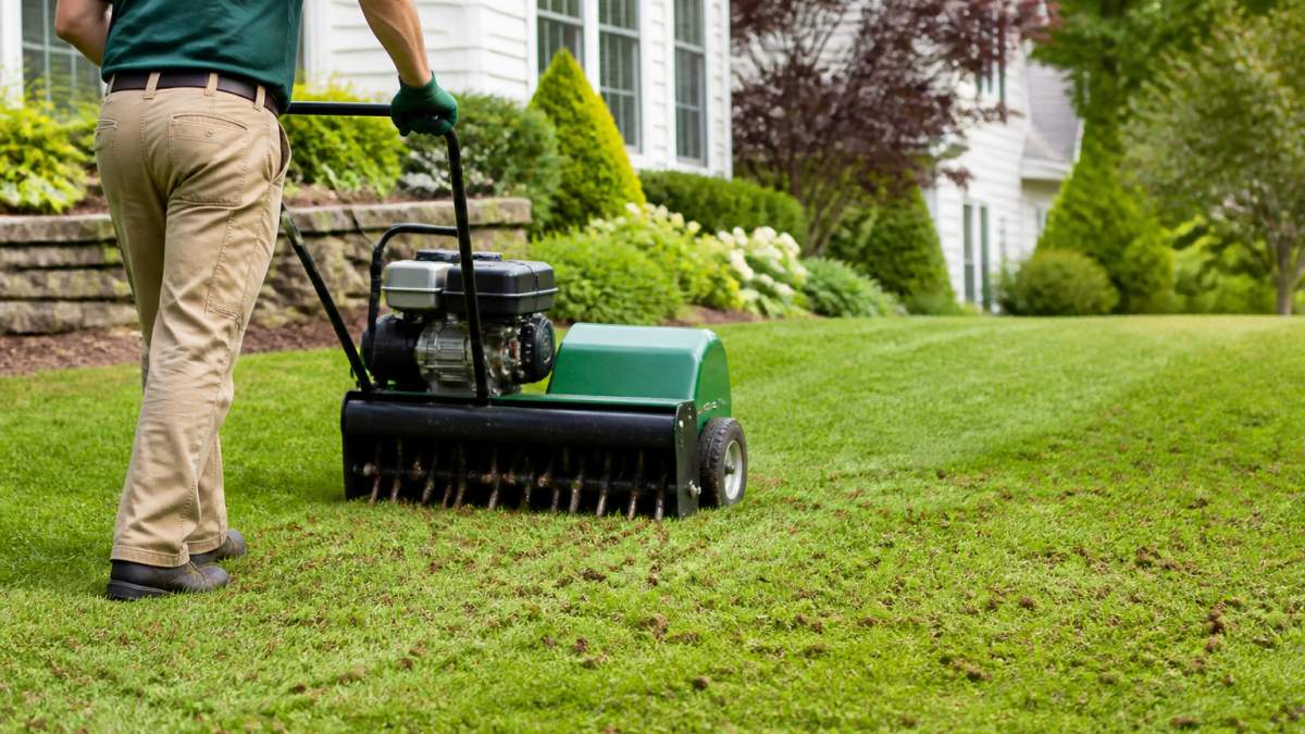 Professional using core aeration equipment on a residential lawn, extracting soil plugs visible on grass surface, showing healthy green turf and aeration machine in motion